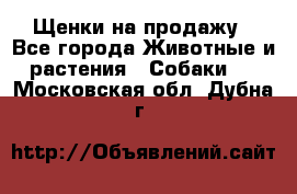 Щенки на продажу - Все города Животные и растения » Собаки   . Московская обл.,Дубна г.